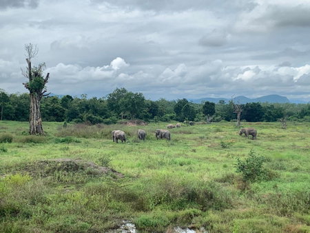 I love phants Lodge, Cha-am, ประเทศไทย