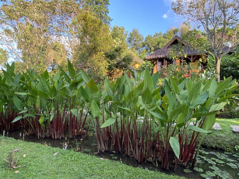 PuraVida Pai Resort, Pai, Thailand