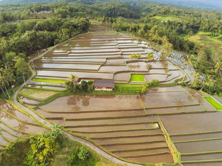 Kubu D'Ume Homestay, Tabanan, Indonesia