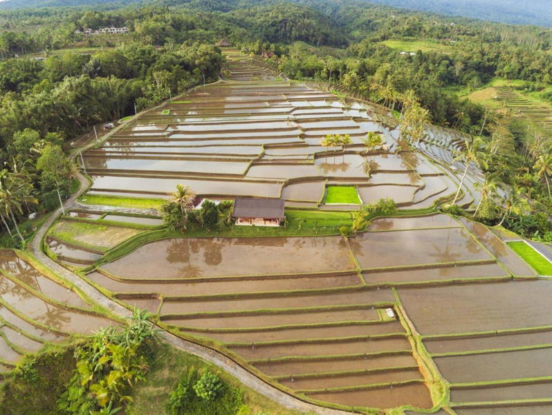 Kubu D'Ume Homestay, Tabanan, Indonesia