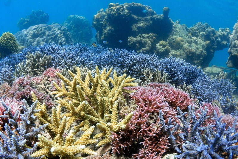 Alam Karang, Gili Gede, 인도네시아 공화국