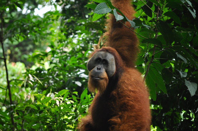 Garden Inn, Bukit Lawang, Indonesia