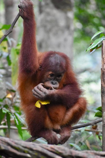 Garden Inn, Bukit Lawang, Indonesia