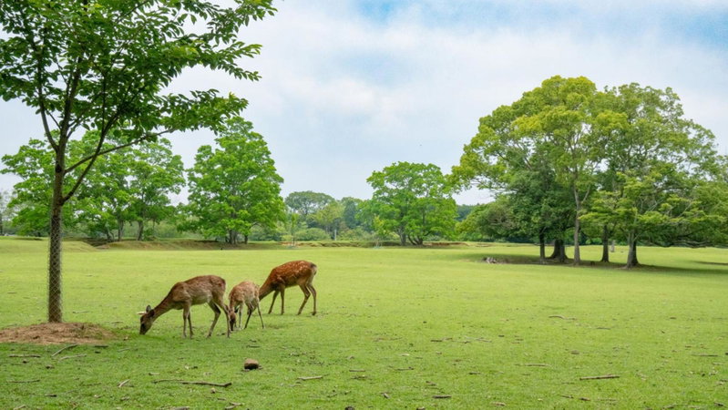 Toyoko Inn Kintetsu Nara Ekimae, Nara, Japón