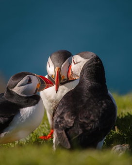 Norlande, Lerwick, United Kingdom