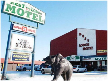 Best Lodge Motel, Lloydminster, Canada