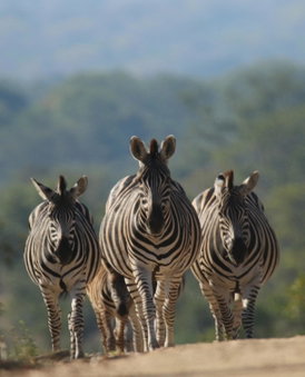 Parsons Hilltop Safari Camp, Balule Game Reserve, South Africa