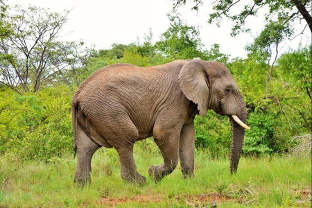 BushTime Mabula, Mabula, South Africa