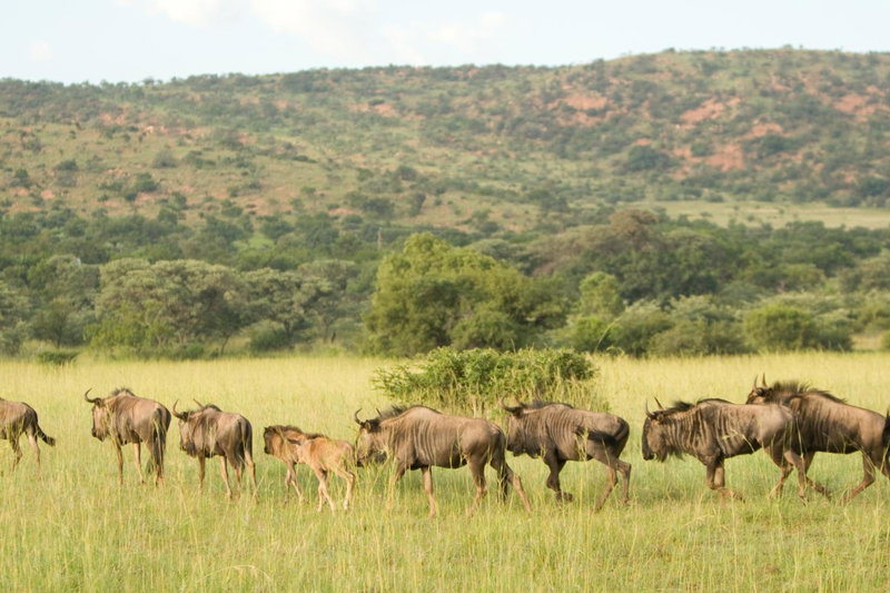 Kedar Heritage Lodge, Conference Centre & Spa, Phokeng, Южная Африка
