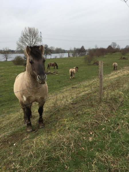 Chalet or Apartment nearby Roermond Outlet, Stevensweert, Niederlande