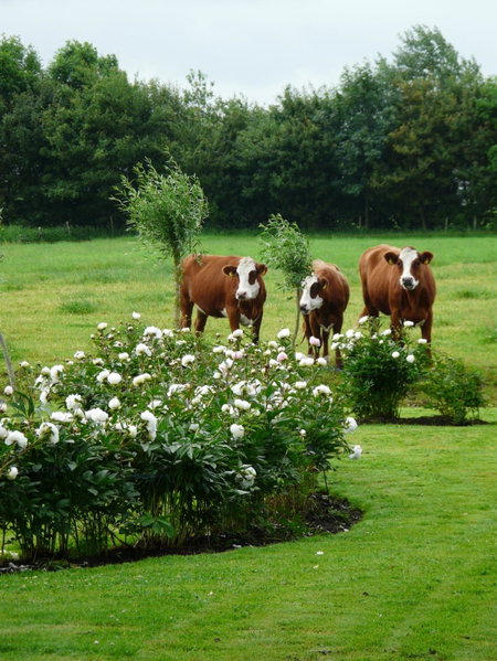 Landgoedlogies Pábema, Zuidhorn, Niederlande
