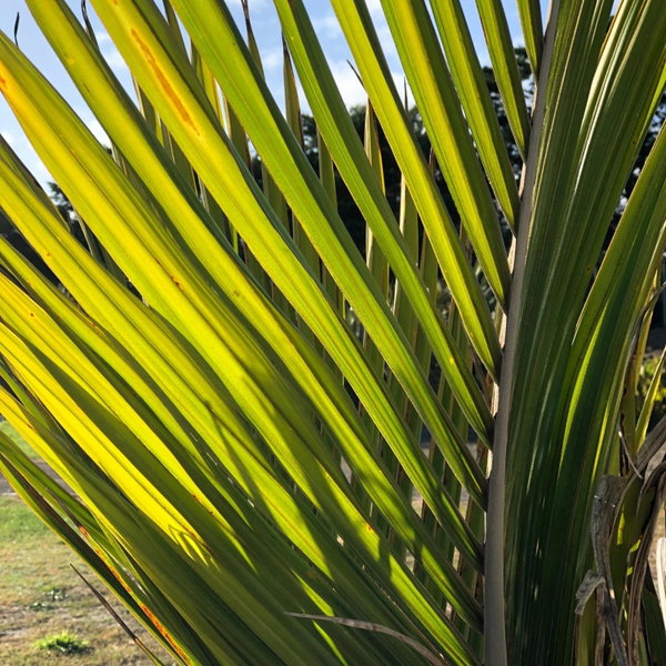 Nikau’s on Palmer, Foxton Beach, Nueva Zelanda