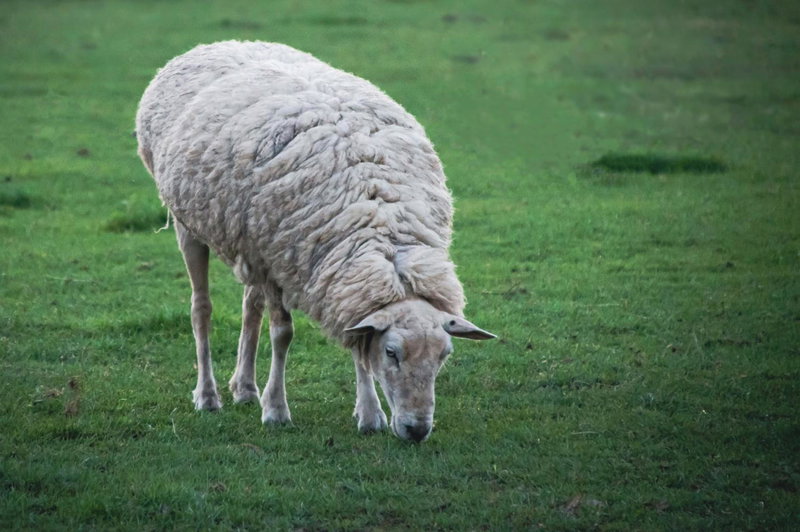 Country Retreats on Ranzau 1, Hope, New Zealand