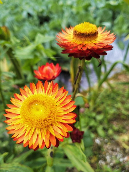 Ng Family’s Farm Stay, Cameron Highlands, Malaysia