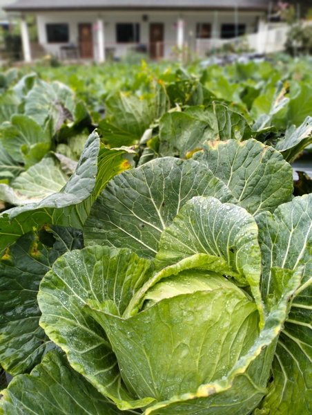 Ng Family’s Farm Stay, Cameron Highlands, Malaysia