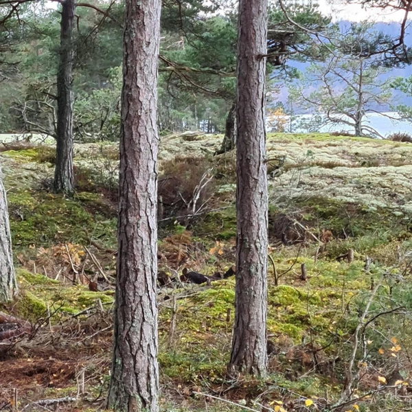 Strandnära Stuga Vänersnäs, Vargön, Suède