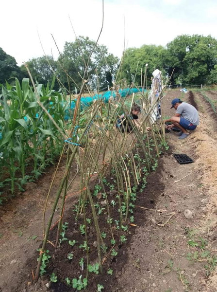 Castletownmoor Clinic & Permaculture Farm, Kells, Ireland