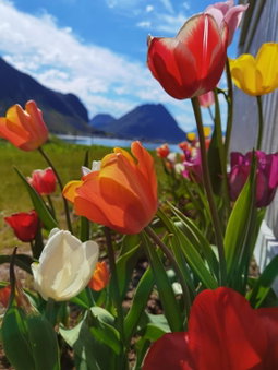 BanPim Beachside Lofoten, Ramberg, Норвегия