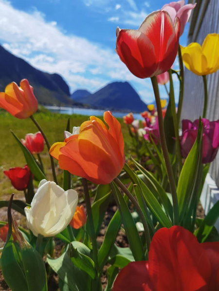 BanPim Beachside Lofoten, Ramberg, Noruega