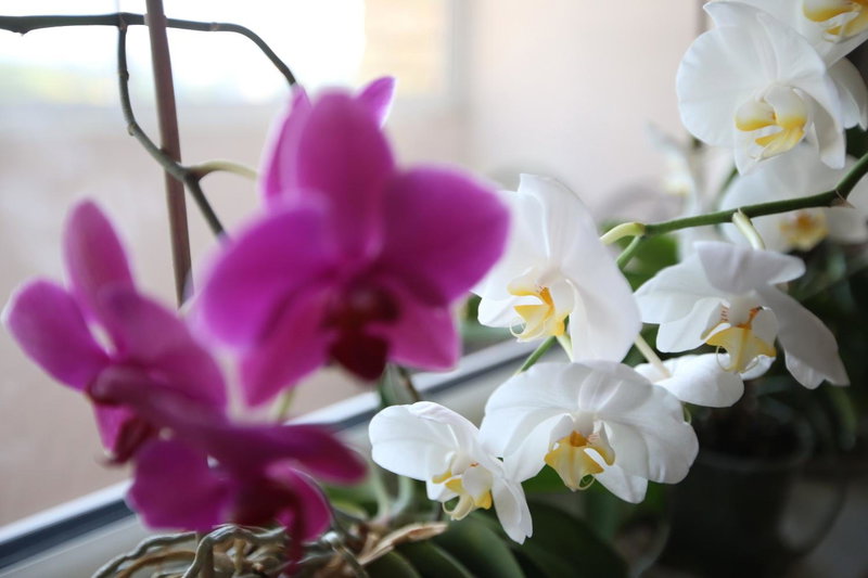 Park View Apartment, Kaunas, Lithuania