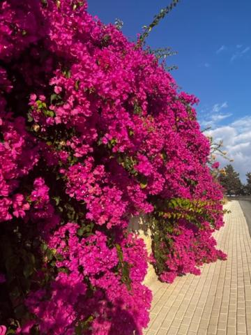 2 Palaepaphos Gardens, Kouklia, Chipre