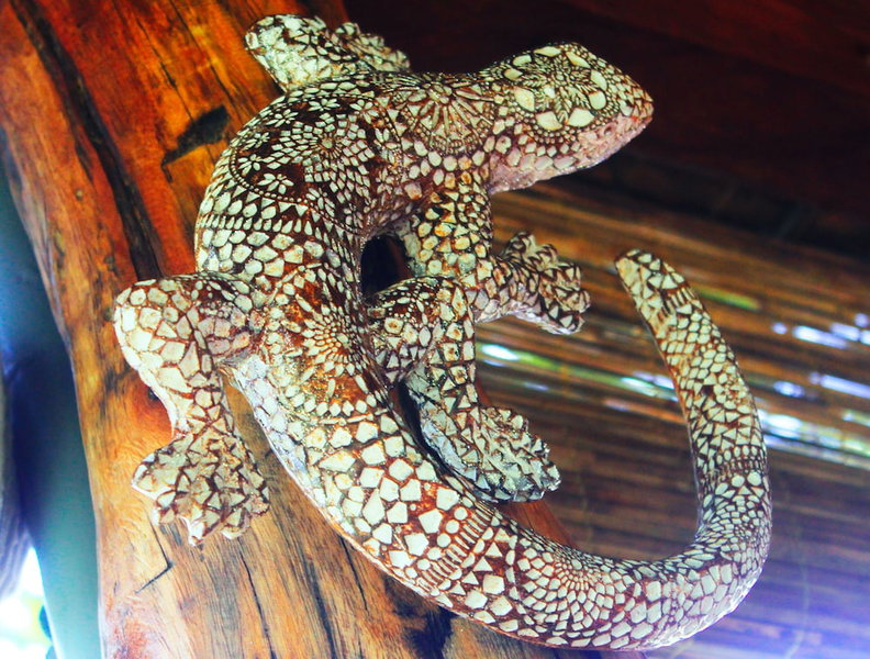 Ahaspokuna by Eco Team, Balangoda, Sri Lanka