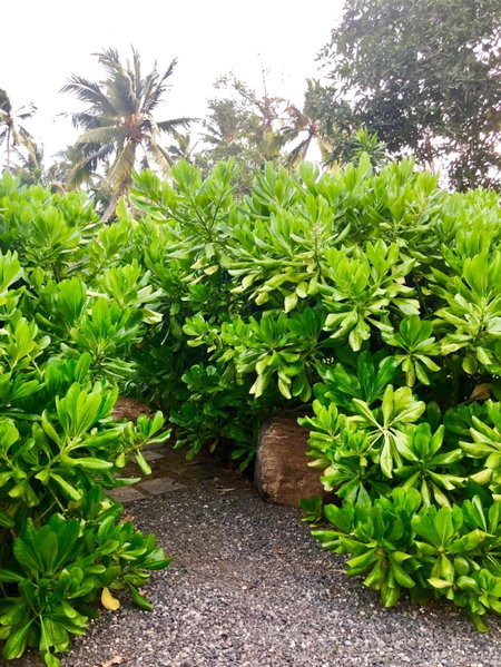 Samaragiri, Talpe, Sri Lanka