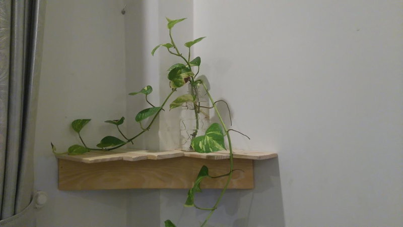 Green CoCo HomeStay, Hoi An, Vietnam