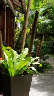 Sairee Sairee Guesthouse, Koh Tao, ประเทศไทย