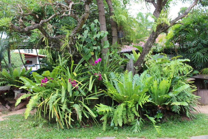 White Elephant Resort, Surin, Thailand