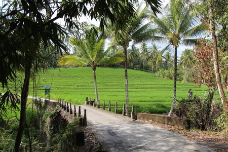 Bali Lush, Selemadeg, Indonesia
