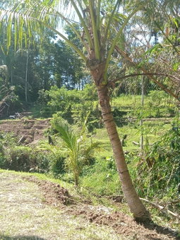 duegoal farmhouse, Jatiluwih, Indonesia