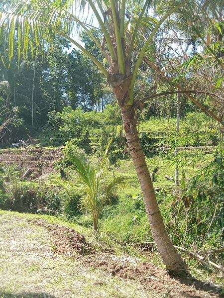 duegoal farmhouse, Jatiluwih, Indonesia