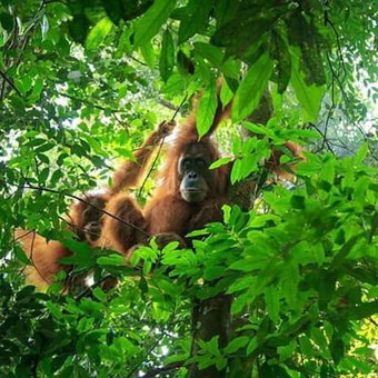Orangutan Bungalow, Bukit Lawang, Indonesia