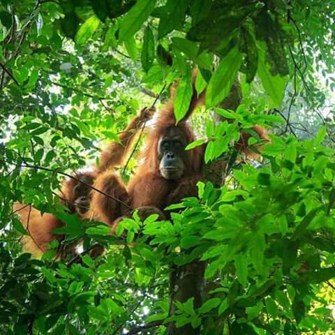Orangutan Bungalow, Bukit Lawang, Indonesia