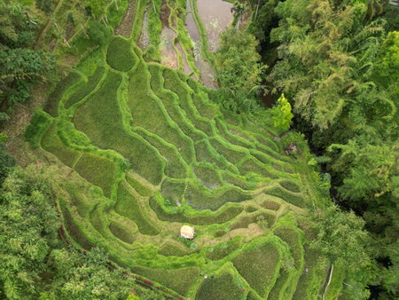 Green Haven Homestay, Tetebatu, Indonesia