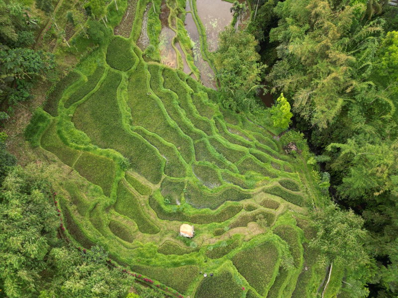 Green Haven Homestay, Tetebatu, Indonesia