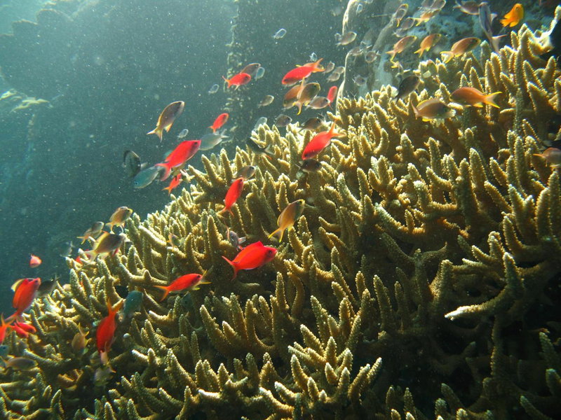 Oma In Pemuteran Bali, Pemuteran, Indonesia