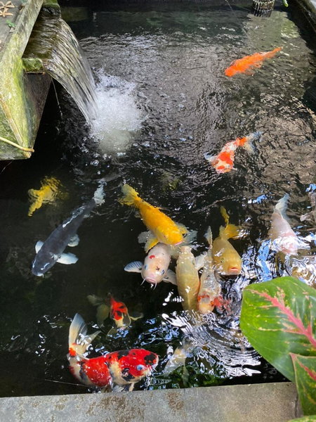 Bagus Homestay, Ubud, Indonesia