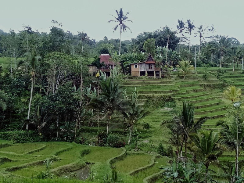 D'Ume Bendoel Homestay, Jatiluwih, Indonesia