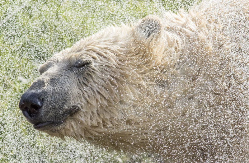Hex Wildlife Hotel at Yorkshire Wildlife Park, Doncaster, Великобритания
