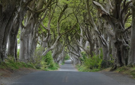 The Dark Hedges Hotel, Stranocum, Reino Unido