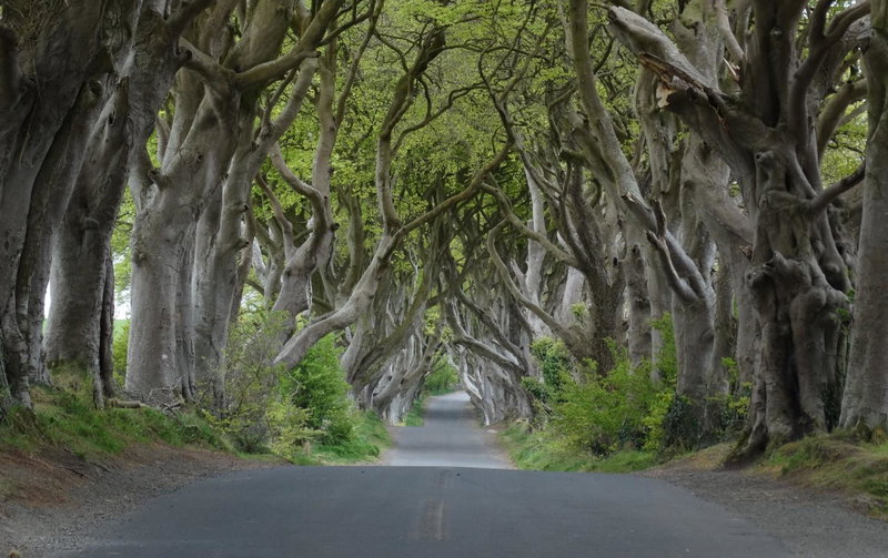 The Dark Hedges Hotel, Stranocum, Reino Unido