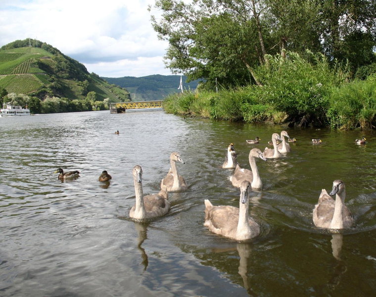 Residence Bellevue, Boppard, Германия