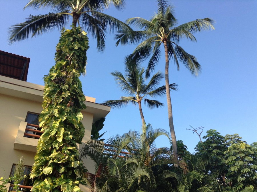 Hotel Palmeras, Bucerías, Mexico