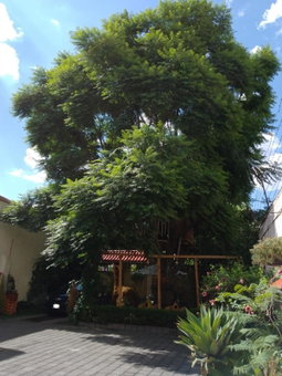 Casita del Árbol, Mexico City, Mexico