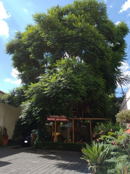 Casita del Árbol, Mexico City, Mexico