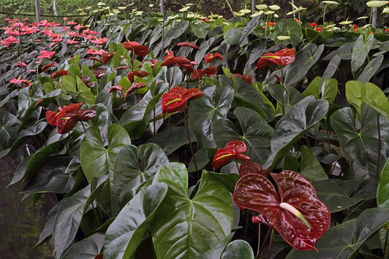 Finca Hamburgo, Tapachula, Mexique
