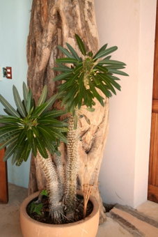 Hotel Sal de Mar, San Agustinillo, México