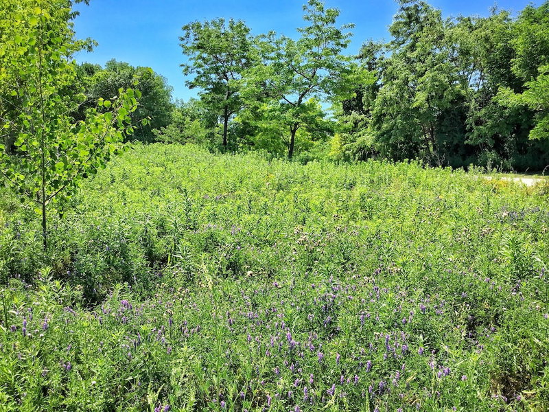 TheWestlake, Mimico, Canada